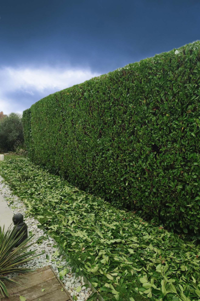 haie de laurier après la taille